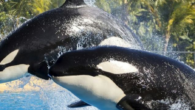 Loro Parque: Entry Ticket + All-Inclusive Pass