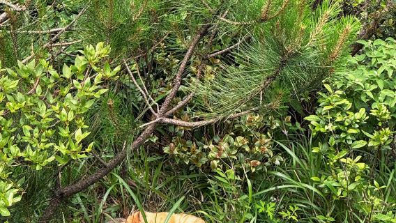 Tour di un giorno a Pingxiang, Jiangxi: Montagna Wugong, Collina Haohan, Prateria e Vetta d'Oro con servizio in inglese/guida per l'escursione