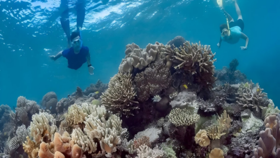 Flyinmo - Cairns Sunlover Moore Reef & Green Island 1-day tour package with round-trip boat transfer