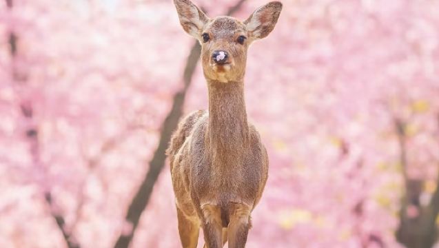 大阪往復｜奈良公園ワンデーツアー 又兵衛桜+壷阪寺+信貴山 朝護孫子寺