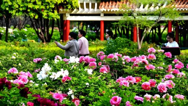 [Luoyang Peony Season] China national garden+Luoyang museum+Wuhuang banquet 1-Day Tour