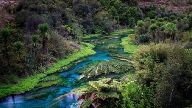New Zealand Auckland: Blue Spring + Waitomo Glowworm + Hamilton Garden Sewaan Peribadi Tersuai dalam Bahasa Cina