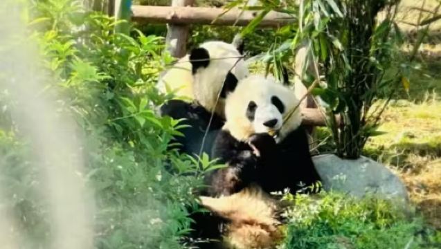 1-day tour: Panda Volunteer in Dujiangyan + Dujiangyan Scenic Area + South Bridge Blue Tears and Ancient Town of Guan County Night View