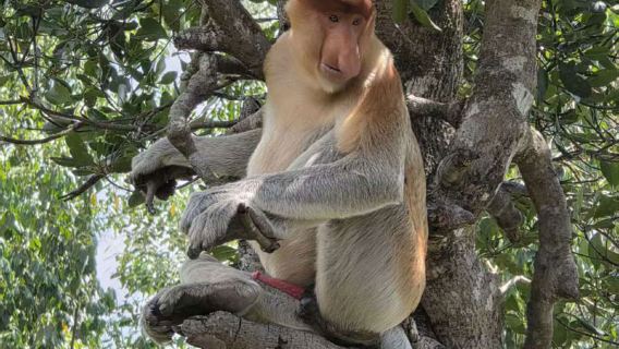 仙本那紅樹林下午半日遊含晚餐螢火蟲尋長鼻猴 感受海釣看日落