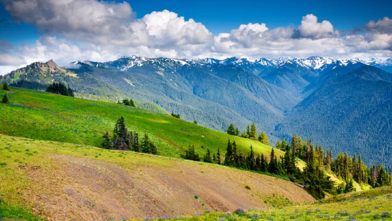 1-day private chartered tour to Seattle, Hurricane Ridge, Lake Crescent and Olympic National Park