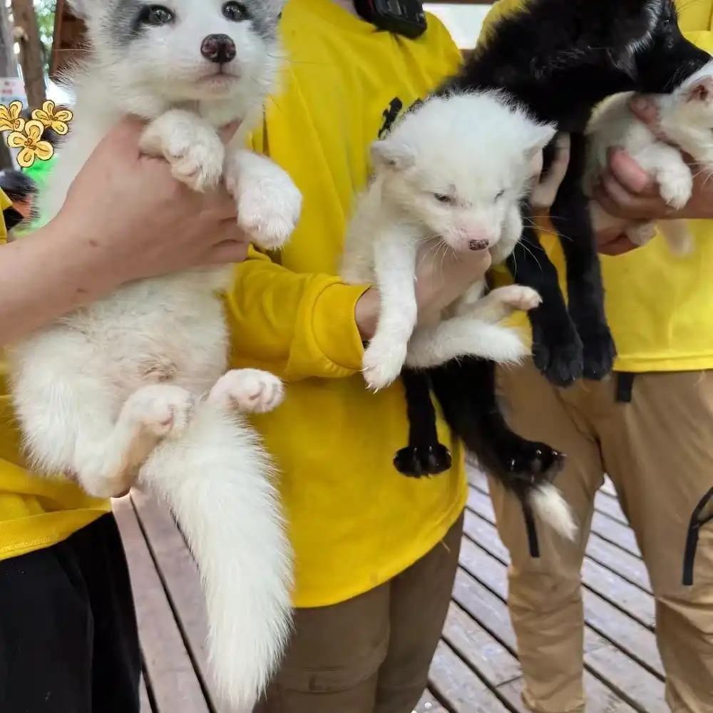 1-day tour to Sendai, Zao Fox Village, Okama volcano and Spirited