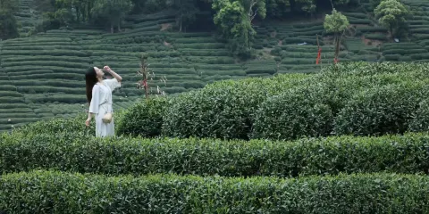 浙江杭州西湖風景區丨梅家塢採茶體驗(西湖龍井核心產區茶園採摘+手工炒茶+品茶)