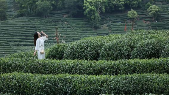 Hangzhou West Lake Tea Picking Experience (Tea Picking + Tea Roasting + Tea Tasting) / Optional Aerial Photography Package (With Editing + All Original Photos Included)