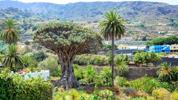 Northwest Tenerife full-day tour with Canarian lunch