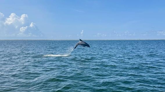 Pensacola: Blue Angels Practice Cruise with Dolphin Watching