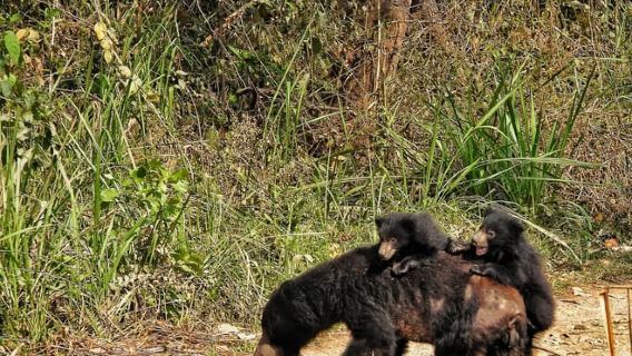 Chitwan: Full-Day Safari Canoeing and Jungle Walk and Jeep