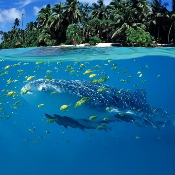 菲律賓宿霧OSLOB鯨鯊+墨寶沙丁魚