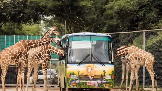 10-hour car service [Chinese-speaking driver private group] 1-day tour to Safari World Bangkok