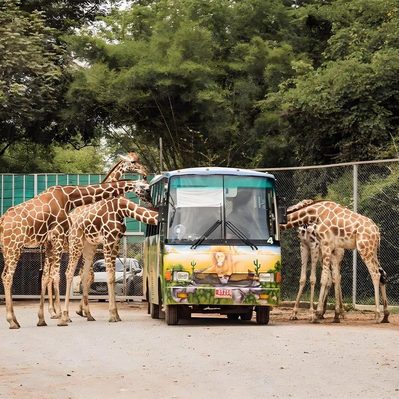 10-hour car service [Chinese-speaking driver private group] 1-day tour to Safari World Bangkok