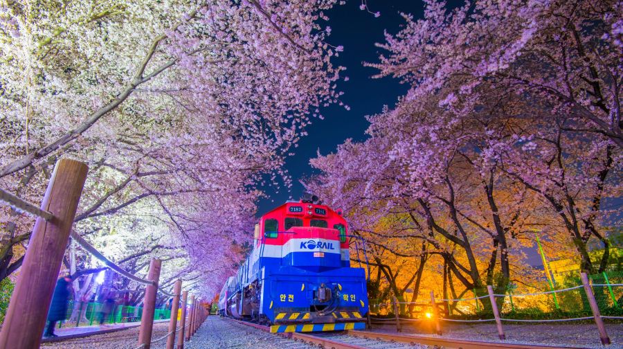 韓國鎮海軍港櫻花節慶典一日遊 (首爾/釜山出發, 日/夜櫻選項, 春季限定, 1人成團)