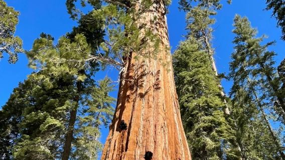 美國洛杉磯來回帝王峽谷或美洲杉/紅杉樹可-12H包車精選