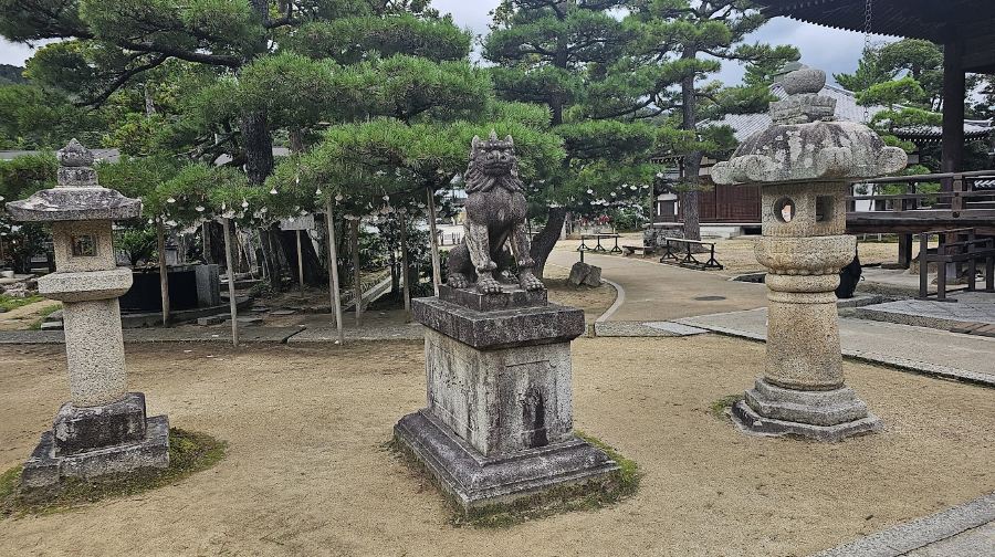 京都小眾一日遊丨伊根舟屋+天橋立+伊根灣餵海鷗+智恩寺祈願