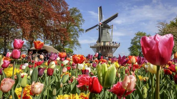 Keukenhof: Entry + Return Bus Transfer from Amsterdam Central Station