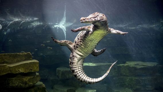 Tour por el Parque de Cocodrilos de Dubái y crucero con cena en dhow por la Marina con traslados privados