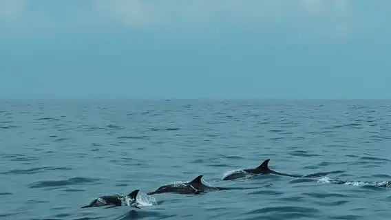 杜拜一日遊|阿曼追海豚|浮潛|酒店接送|英文司機