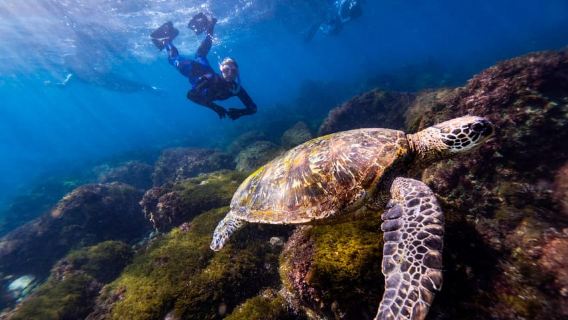 Manly: Beginner Freediving: Breath-Hold & Ocean Exploration