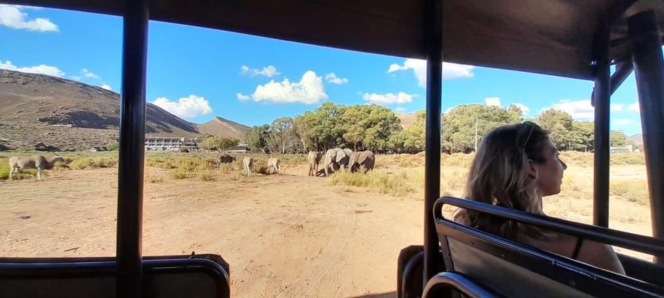 Cape Town Aquilla big sunset safari With transport & food