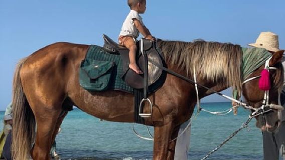 เจอร์บา: ขี่ม้า 1.5 ชั่วโมงบนชายหาดของเกาะและข้ามทะเลสาบ