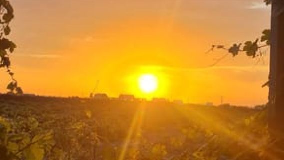 ทัวร์ไวน์และประวัติศาสตร์ซานโตรินีพร้อมซอมเมลิเยร์ผู้เชี่ยวชาญ 3 ท่าน