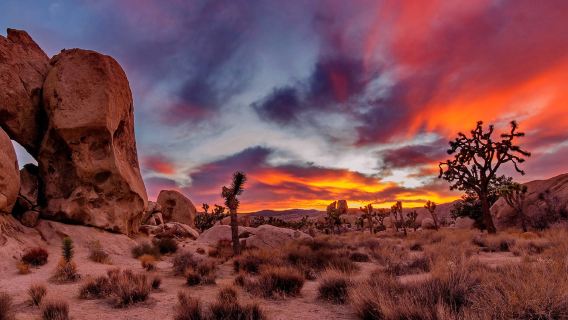 Joshua Tree National Park Day Tour from Los Angeles