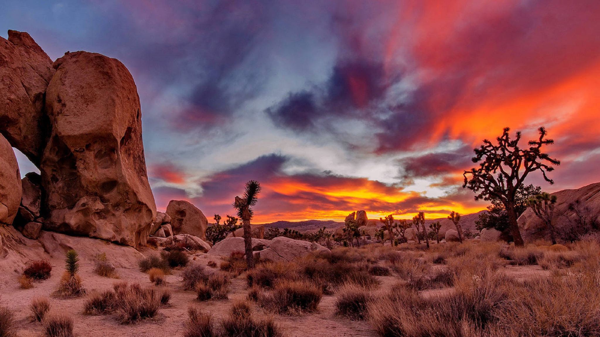 Joshua Tree National Park Day Tour from Los Angeles