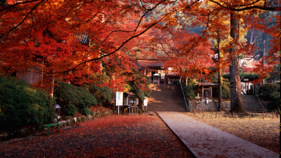 Saga, Kyushu autumn foliage tour - seasonal fall experience