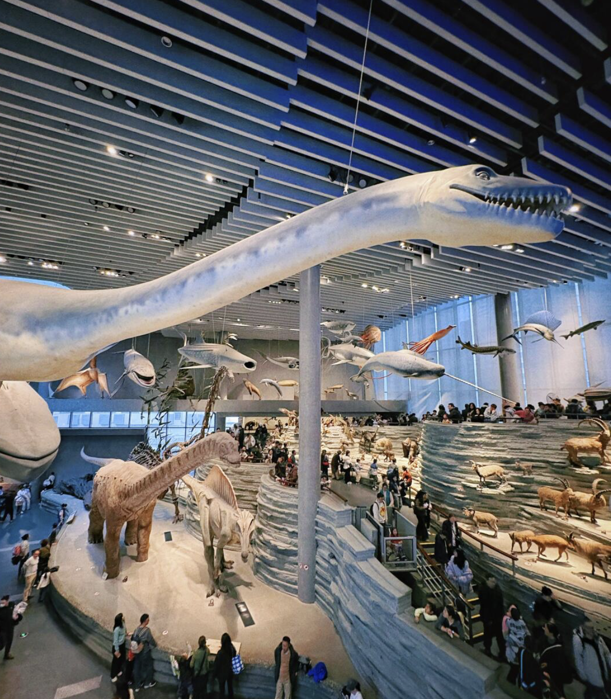 Shanghai Natuurhistorisch Museum [toegangsticket beschikbaar/Docenten die kinderen dol zijn op het Shanghai Natuurhistorisch Museum]