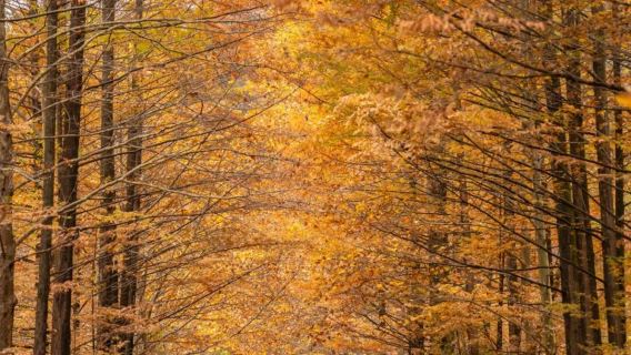 留壩獅子溝+情人谷+高江鄉村公路+千年銀杏賞秋環線一日遊