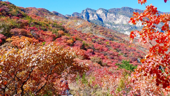 藥王谷純玩1日【京郊絢爛山谷+五彩斑斕的秋葉+6km環線】
