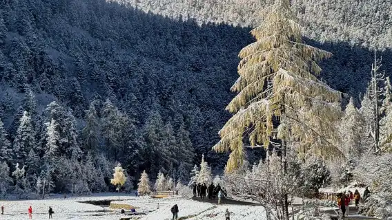 ○ Bipenggou 1-day tour private tour + Nanqiao night view - Car rental service - Explore the natural journey of Western Sichuan