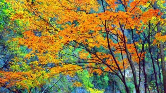 【南陽起止】5A金絲峽賞紅葉一日遊