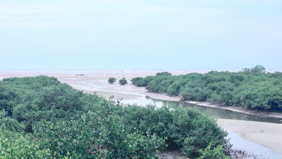 Beihai Old Street + Qiaogang Fengqing Street + Silver Beach + Mangrove Forest private charter 1-day tour with English service available