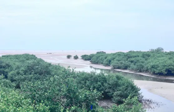 北海老街+僑港風情街+銀灘+紅樹林一日遊可中英文服務不含門票