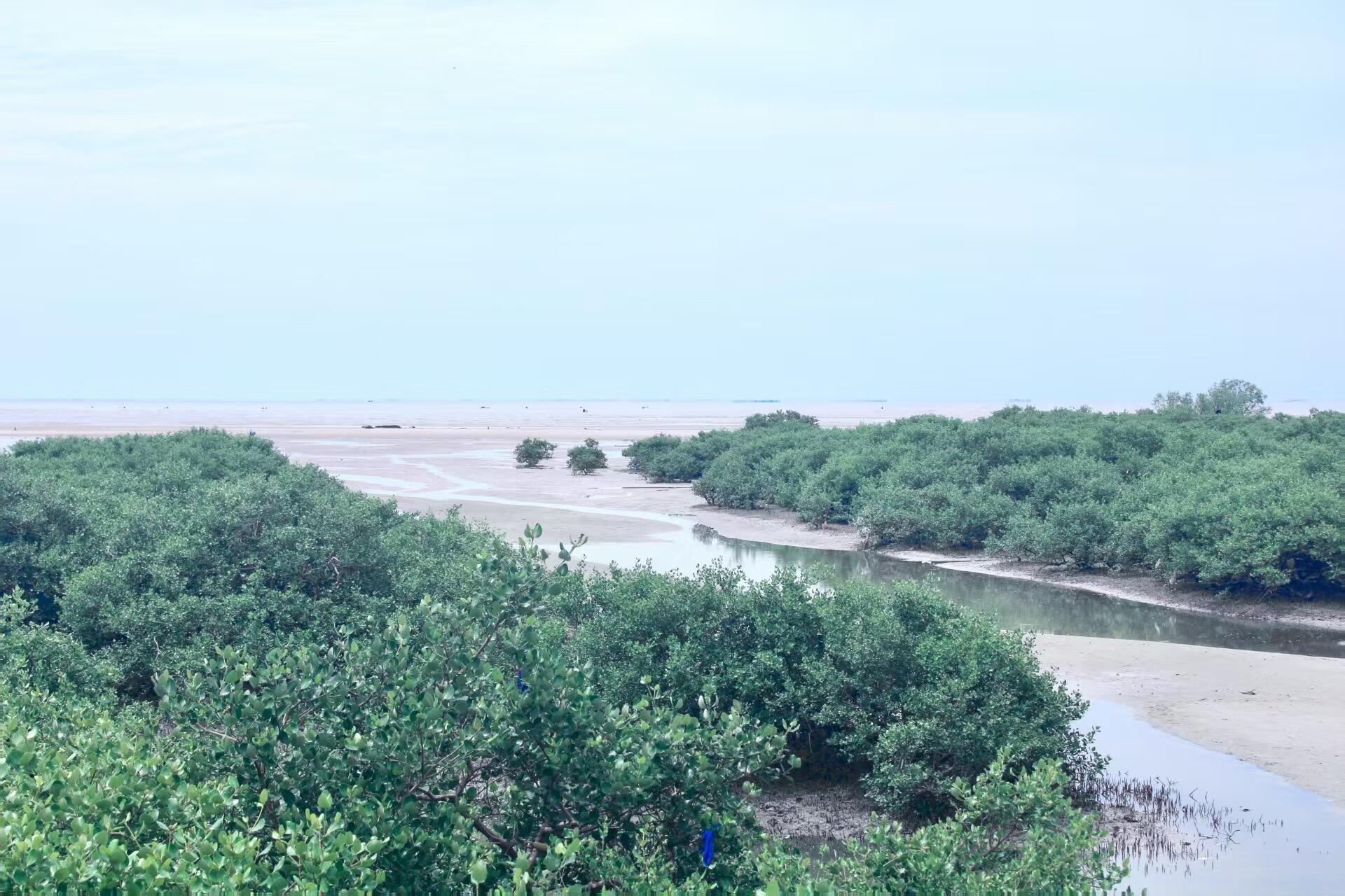 Beihai Old Street + Qiaogang Fengqing Street + Silver Beach + Mangrove Forest private charter 1-day tour with English service available