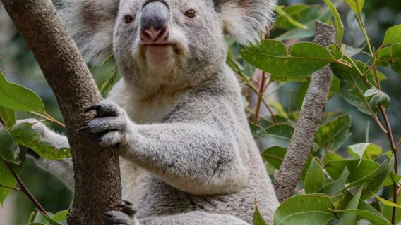 Christmas/New Year Bookings Available - Sydney Zoo Attractions & Tours