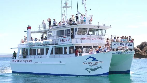Sydney Jervis Bay Delfin-Bootsfahrt/Walbeobachtungs-Bootsfahrt [Tägliche Abfahrten/Schnelle Bestätigung]