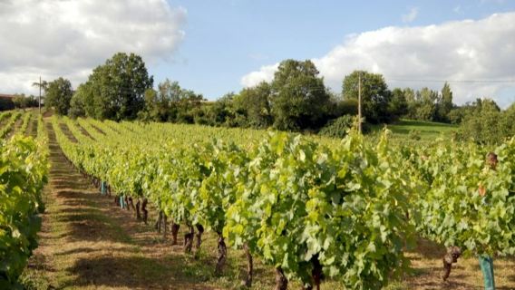 Gaillac: Halbtägige geführte Tour ab Toulouse + Weinprobe