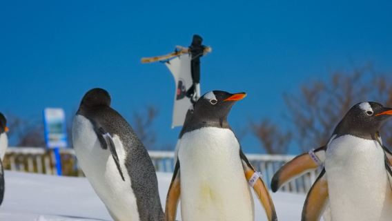 9–13 People Group|Romantic 1-day tour in Otaru: Aquarium + Tenguyama + Otaru Music Box Museum