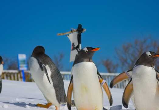 [Flexible Small Group] Romantic 1-day Tour in Otaru: Otaru Aquarium + Tenguyama + Music Box Museum