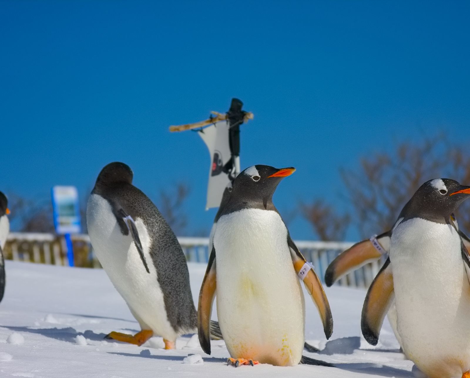 9–13 People Group|Romantic 1-day tour in Otaru: Aquarium + Tenguyama + Otaru Music Box Museum