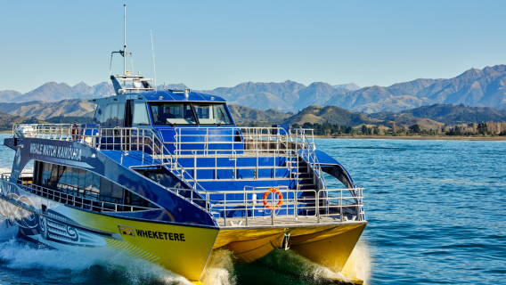 Whale Watch Kaikoura Experience with Optional VIP Viewing Cabin (Close-up Whale Watching, Over 95% Success Rate)