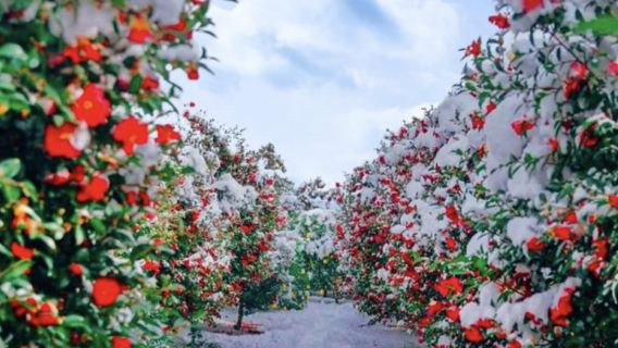 韓國濟州島郵輪專屬-濟州島東南線一日遊【5-14人團】