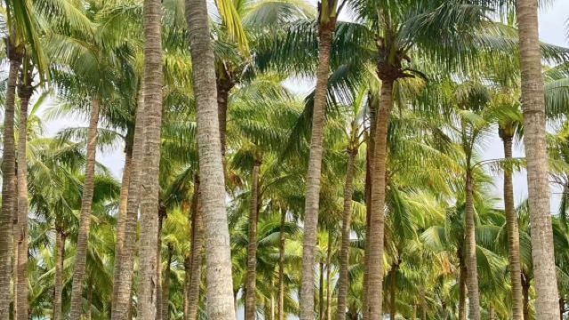 海南|三亞亞龍灣熱帶天堂森林+亞龍灣海灘+天涯海角包車一日遊