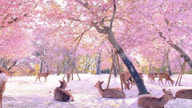 Cherry Blossom Special: Yoshino Mountain Cherry Blossoms + Nara Park + Tōdai-ji + Kasugataisha Shrine 1-day Tour