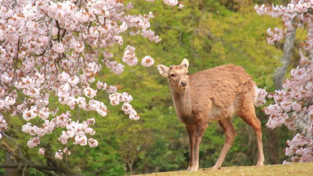 [Gegarandeerd vertrek] Eendaagse tour naar Fushimi Inari-taisha, Arashiyama, Gouden Paviljoen en Nara Park in Kioto